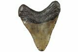 Brown, Fossil Megalodon Tooth - South Carolina #321823-1
